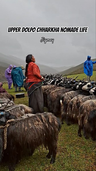 nomadic life of dolpo Chharkha #dolpo #culture #travel #nature #animals #trekkinglife