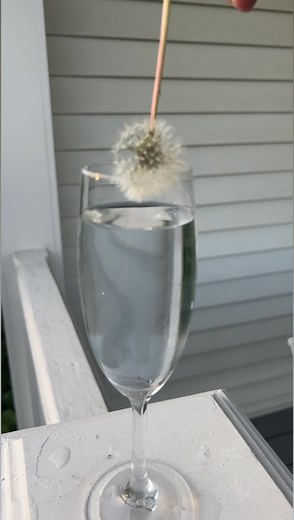 How does it not get wet?! 😱 #amazing #magic | Evan Era