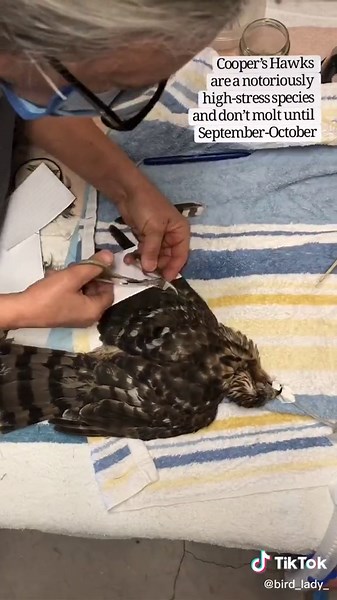 Imping Part 2 #WildlifeRehab