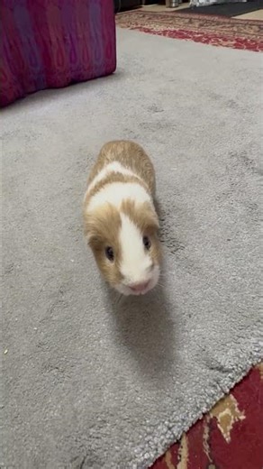 Guinea pig chasing my feet 🐹.
