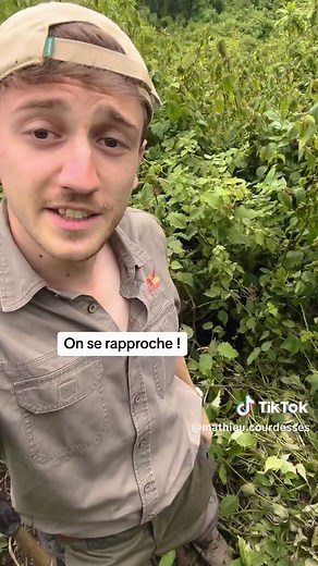 À la recherche de Marombo, le gorille le plus puissant d’Afrique de l’Est