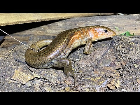 Natural monument! See Kishinoue's blue-tailed skink, Japan's largest lizard