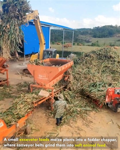Powerful Setup For Making Cattle Fodder #FodderChopper #ExcavatorWork #FarmMachine #AnimalFeed #PowerMotion | lamaestramiel