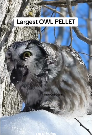 Exploring Owl Pellets of the Boreal Owl in Quebec