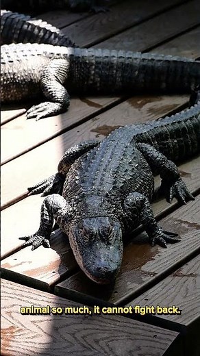 Why No Animal Escapes the Crocodile Death Roll