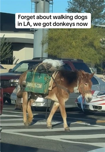 Just tryna get to the Topanga mall | donkeys