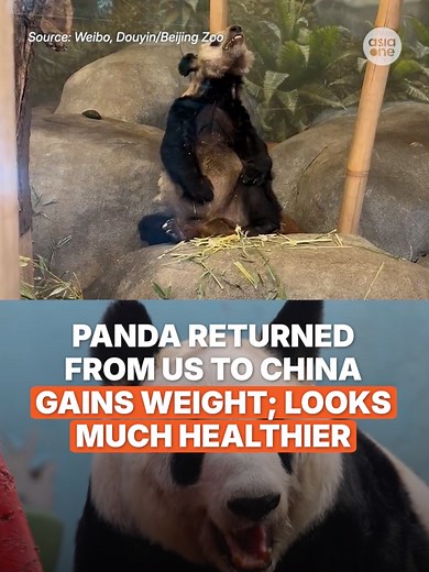 Ya Ya the Giant Panda's Return to China and Weight Gain