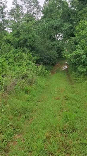 Good Friday morning rabbit 🐇 come out goes rabbit back in check out my kitty female pup find where the rabbit went only a year old. | Catron's Kennel