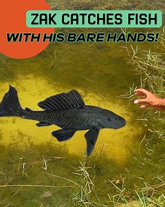 30K views · 431 reactions | Catching some fish with my bare hands! | Zak Catch Em | Facebook