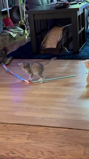 Kittens playing Follow the Leader #fosterkittens #furryfriends #kittens | Whole Bunch of Cats