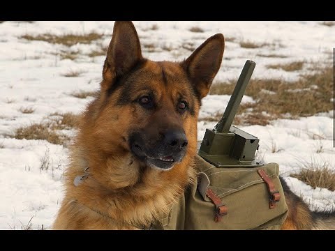 RED DOG - KAHRAMAN TÜRKÇE DUBLAJ FULL FİLM İZLE