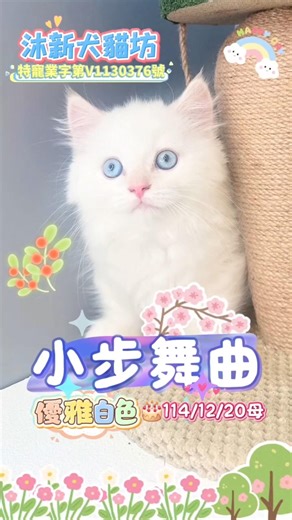 小步舞曲最初被稱為拿破崙貓⚜️歷史可追溯至二十世紀九十年代👑保留短腿貓的可愛比例💕🦶結合波斯系貓的圓臉與毛量🐱身形低重心❤️毛色多樣且層次豐富🌈