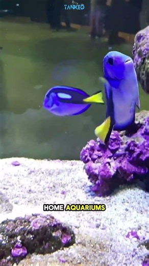 Blue Tang Fish | The Real Dory You Didn’t Know About! | TANKED IND | @tanked_ind