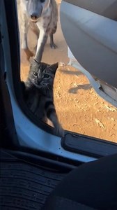 We need to help each other and be positive. #cat ❤️🐈☘️