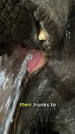 How Much Water Does an Elephant Drink a Day? | Nature Facts #facts