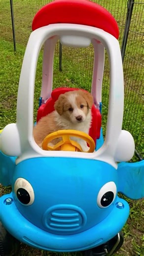 Border Collie Puppies For Sale. Available 1/8/25 BrisAust. Instagram: Furrever_Friends_MtcottonBris