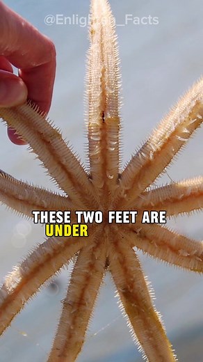 How Starfish Move Underwater: Interesting Insights