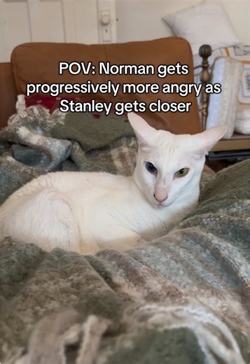A tad dramatic if you ask me #handsome #normancat #stanleycat #catmeme #catsoftiktok