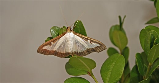 Ohio issues quarantine for 4 Greater Cincinnati counties over this invasive moth