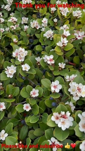 Rhaphiolepis/Indian hawtorn (orient pearl)#flowers #nature #gardenplants #flowervarieties #plants