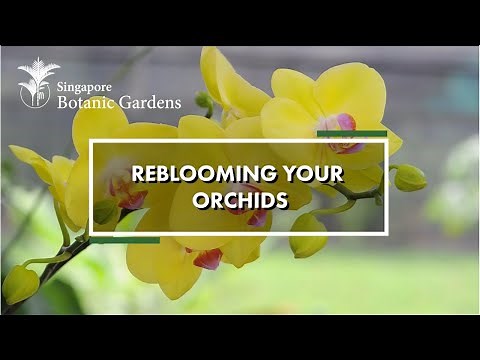 Reblooming Your Orchids