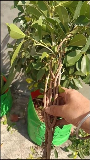 BRAIDED FICUS PLANT/home gardening/shorts