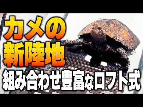 【GEX】Turtle Island Loft Type! Can it be used for large turtles? Can be connected to a filter. 【Tu...
