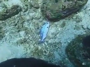 5.9K views · 95 reactions | Rescue a fish stuck in a plastic bag | Being a Good Human | Facebook