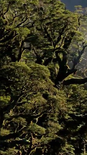 Amazon Rainforest Expert Reveals Top Animal Secrets