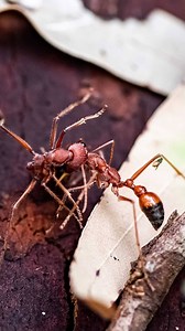 2.2K views · 76 reactions | Bull Ants are the largest ant species on earth. They’ve got massive pincers, extremely painful sting and one hell of a bad attitude. Like I said in the description of the previous vid, those were just the little ones.. these are the beasts you need to watch out for ☠️ | Wildman Adventures | Facebook