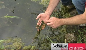 Friday Feature: Controlling Algae and Weeds in Ponds | Panhandle Agriculture
