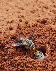 The hum of wildflower season. Join Wooramulla Journeys on the Come See the Bees two-hour walking tour, where nature meets Yinggarda heritage. In early spring, watch the (Moogadgurrah) Burrowing Bees emerge from the red earth, darting in and out of their tiny burrows, as you discover Yinggarda culture and Carnarvon Visitor Centre’s local history along the heritage trail. It’s a journey full of buzz, blooms, and stories—bee-lieve us, you won’t want to miss this next season! 📸 scott_and_jy/IG 📍 C