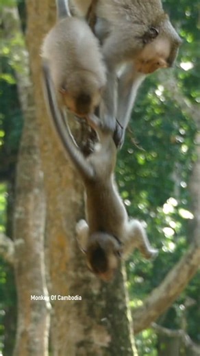 Terrifying Forest Encounter: Baby Monkey Fights Its Tiny Sibling, Causing a High-Tree Fall – Witness the Raw, Unpredictable Violence and Fragility of Nature in This Intense Scene! #fypviralシ #cute #monkey #monkeys #animal #babymonkey #reel #facebookviral #fblifestyle | Monkey Of Cambodia