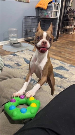 8.3K views · 515 reactions | Pete was adopted from us in 2019! This...