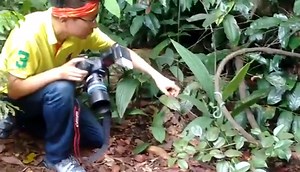 These are not real nature photographers at Bukit Timah Nature Reserve. They kept poking the snake.