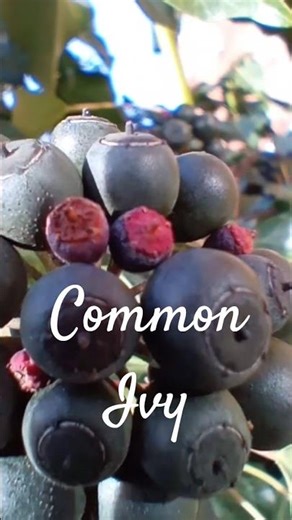 Bee's eye view...Common Ivy (Hedera helix)