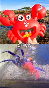 Kids Learn | Sea Animal Names by the Island: Lobster Seal Crab Whale Shark Seagull