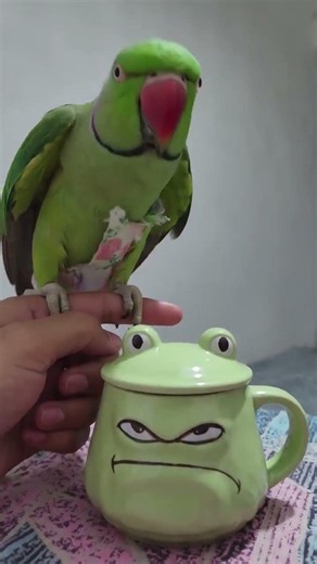 Wacky try to close the cover of the mug #parrot