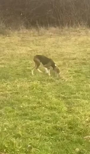 🐇🐇 #srpskitrobojnigonic #gonic #pas #lov #lovac #hunting #rabbits #gjuetia #zagar #lepuri🐇 #srbija #balkan #kosovo #viral #fyp