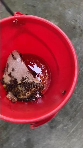 Pure honey #pure#honey