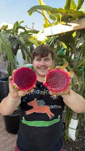 7K views · 498 reactions | Thornless dragon fruit taste test #dragonfruit #gardening #Pitaya #fruit #eat | My Dragon Plug | Facebook