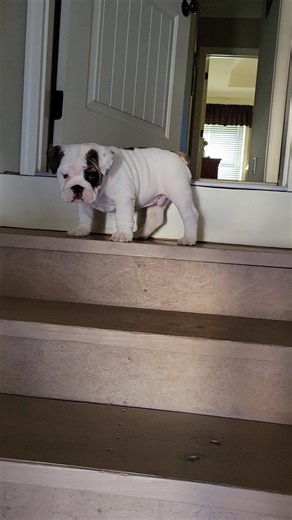Titus learning to come down the steps, so stinkin cute... | In the Life of Titus and Silas