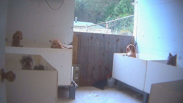 Investigator discovers hundreds of puppies in horrifying conditions in New York puppy mill