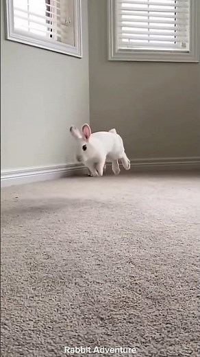 Can You See The Rabbit Jump in Slow Motion? 🐇⚡ Amazing Cute Bunny Moment #funny #rabbit