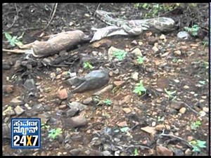 Big python vomiting its huge prey deer - Rare sight in Netkal forest, Malavalli