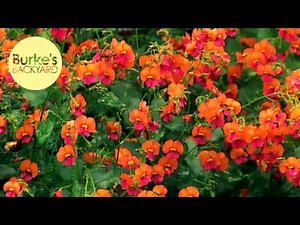 Burke's Backyard, Modern Native Garden in Perth