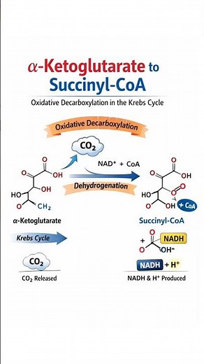Alpha-Ketoglutarate to Succinyl-CoA Explained | Oxidative Decarboxylation #KrebsCycle #Biochem #neet