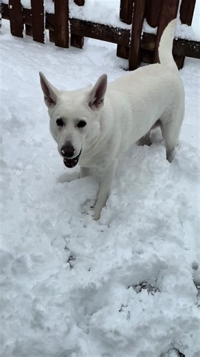 Winter is loving her snow day 🥰❄️ #fyp #foryoupage #viral #dog #snow