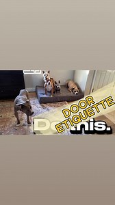 5.4K views · 236 reactions | NO RUSHING THE DOOR #Training #DogTraining #CanineObedience #PitbullTraining #LasVegasDogTrainer #GoodDog #CuteDog #Pit #Pitbulls #PitbullsOfInstagram #PitbullsOfficial | Peace, Love & Pit Bulls | Facebook