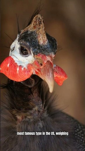 Why Guinea Fowl Are The Craziest Farm Birds! 🐦💥 #shorts